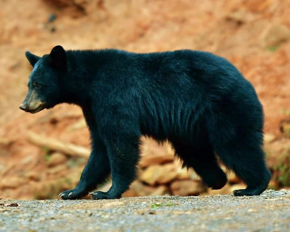 Help Asheville Bears logo